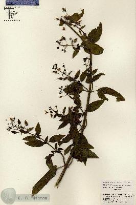 URN_catalog_HBHinton_herbarium_26057.jpg.jpg