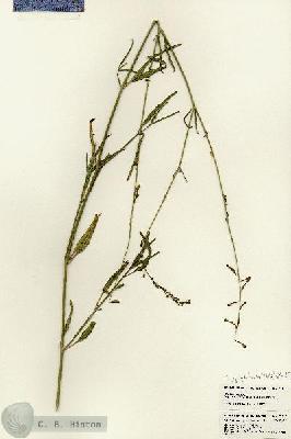 URN_catalog_HBHinton_herbarium_23117.jpg.jpg