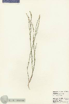 URN_catalog_HBHinton_herbarium_23119.jpg.jpg
