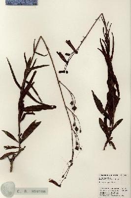 URN_catalog_HBHinton_herbarium_23171.jpg.jpg