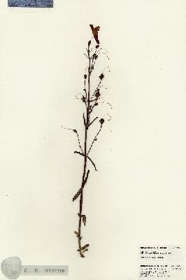 URN_catalog_HBHinton_herbarium_23164.jpg.jpg
