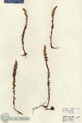 URN_catalog_HBHinton_herbarium_23957.jpg.jpg