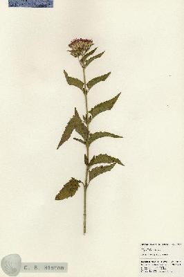 URN_catalog_HBHinton_herbarium_23987.jpg.jpg