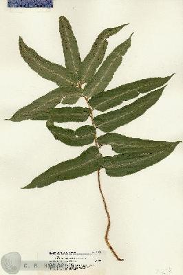 URN_catalog_HBHinton_herbarium_21238.jpg.jpg