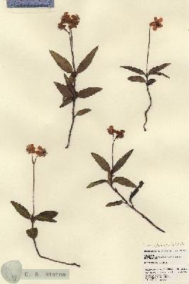 URN_catalog_HBHinton_herbarium_23236.jpg.jpg