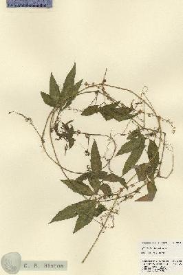 URN_catalog_HBHinton_herbarium_23242.jpg.jpg