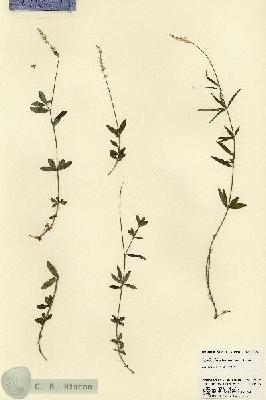 URN_catalog_HBHinton_herbarium_23298.jpg.jpg