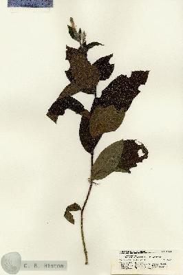URN_catalog_HBHinton_herbarium_21351.jpg.jpg