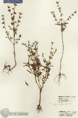 URN_catalog_HBHinton_herbarium_21365.jpg.jpg