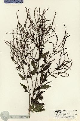 URN_catalog_HBHinton_herbarium_21398.jpg.jpg