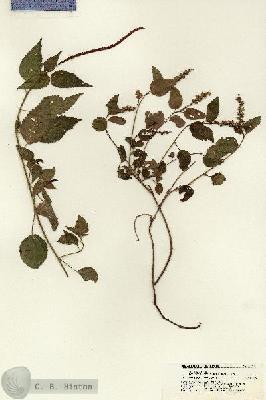 URN_catalog_HBHinton_herbarium_21404.jpg.jpg
