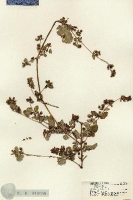 URN_catalog_HBHinton_herbarium_21768.jpg.jpg
