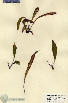 URN_catalog_HBHinton_herbarium_21800.jpg.jpg