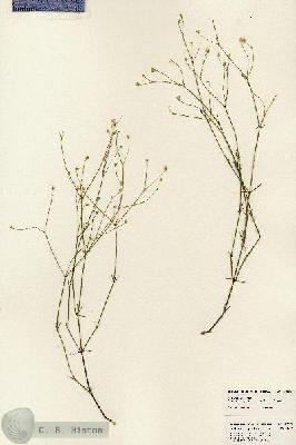 URN_catalog_HBHinton_herbarium_23998.jpg.jpg