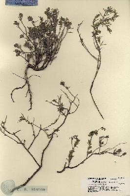 URN_catalog_HBHinton_herbarium_21773.jpg.jpg