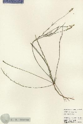 URN_catalog_HBHinton_herbarium_24003.jpg.jpg