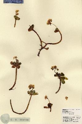 URN_catalog_HBHinton_herbarium_21809.jpg.jpg