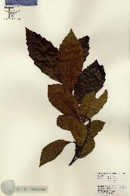 URN_catalog_HBHinton_herbarium_26095.jpg.jpg