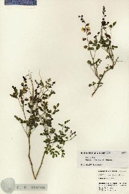 URN_catalog_HBHinton_herbarium_23368.jpg.jpg