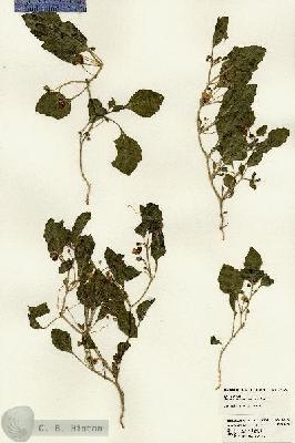 URN_catalog_HBHinton_herbarium_23376.jpg.jpg