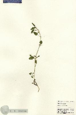 URN_catalog_HBHinton_herbarium_23379.jpg.jpg