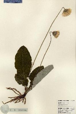 URN_catalog_HBHinton_herbarium_23873.jpg.jpg