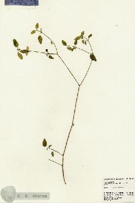 URN_catalog_HBHinton_herbarium_23392.jpg.jpg