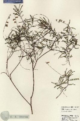 URN_catalog_HBHinton_herbarium_23857.jpg.jpg