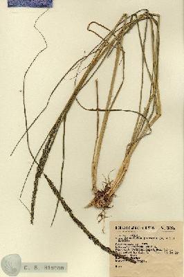 URN_catalog_HBHinton_herbarium_2388.jpg.jpg