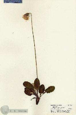 URN_catalog_HBHinton_herbarium_21328.jpg.jpg