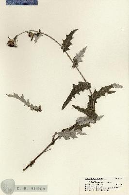 URN_catalog_HBHinton_herbarium_21336.jpg.jpg