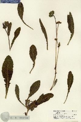 URN_catalog_HBHinton_herbarium_21338.jpg.jpg