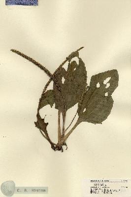 URN_catalog_HBHinton_herbarium_21574.jpg.jpg