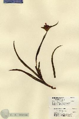 URN_catalog_HBHinton_herbarium_21478.jpg.jpg