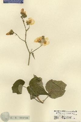 URN_catalog_HBHinton_herbarium_21484.jpg.jpg