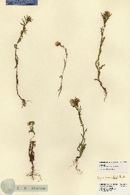URN_catalog_HBHinton_herbarium_23459.jpg.jpg