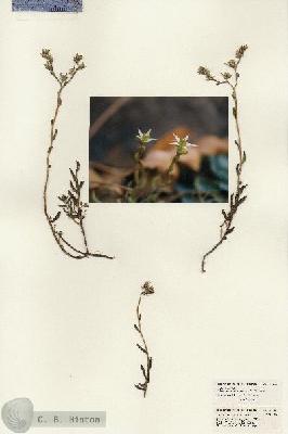 URN_catalog_HBHinton_herbarium_21596.jpg.jpg