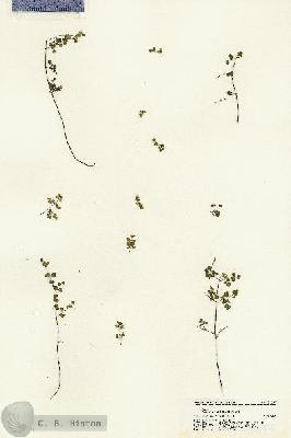 URN_catalog_HBHinton_herbarium_21597.jpg.jpg