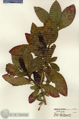 URN_catalog_HBHinton_herbarium_21615.jpg.jpg