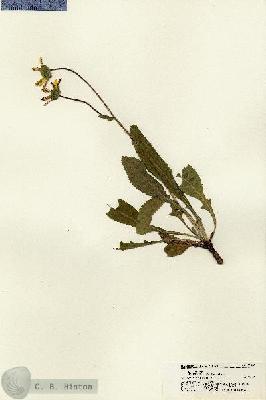 URN_catalog_HBHinton_herbarium_21368.jpg.jpg