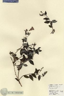 URN_catalog_HBHinton_herbarium_23473.jpg.jpg