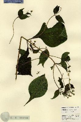 URN_catalog_HBHinton_herbarium_23476.jpg.jpg