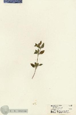 URN_catalog_HBHinton_herbarium_21425.jpg.jpg