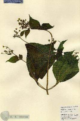 URN_catalog_HBHinton_herbarium_23478.jpg.jpg