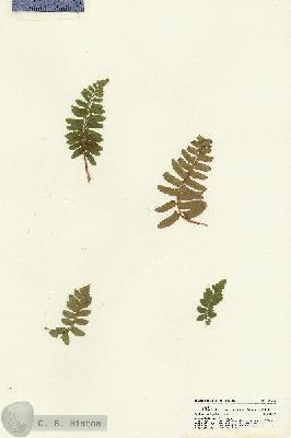 URN_catalog_HBHinton_herbarium_21427.jpg.jpg