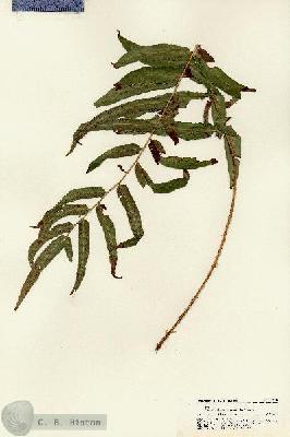 URN_catalog_HBHinton_herbarium_21429.jpg.jpg