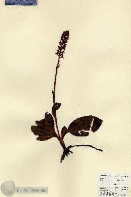 URN_catalog_HBHinton_herbarium_23488.jpg.jpg