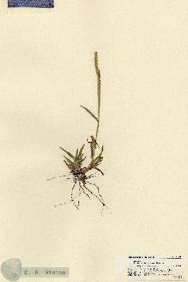 URN_catalog_HBHinton_herbarium_21468.jpg.jpg