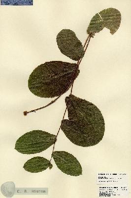 URN_catalog_HBHinton_herbarium_23491.jpg.jpg