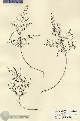URN_catalog_HBHinton_herbarium_21505.jpg.jpg